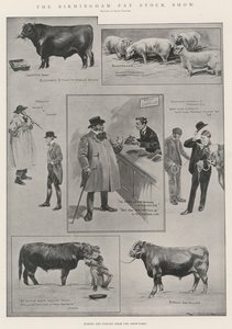 De Birmingham Vetvee Show